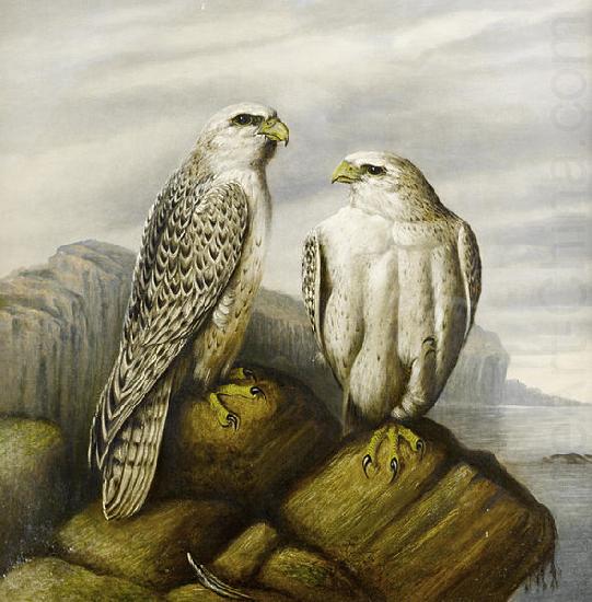 Gyr falcons on a rocky ledge, Joseph Wolf